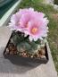 Preview: Thelocactus hexaedrophorus